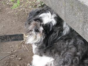 090630dog 004.jpg